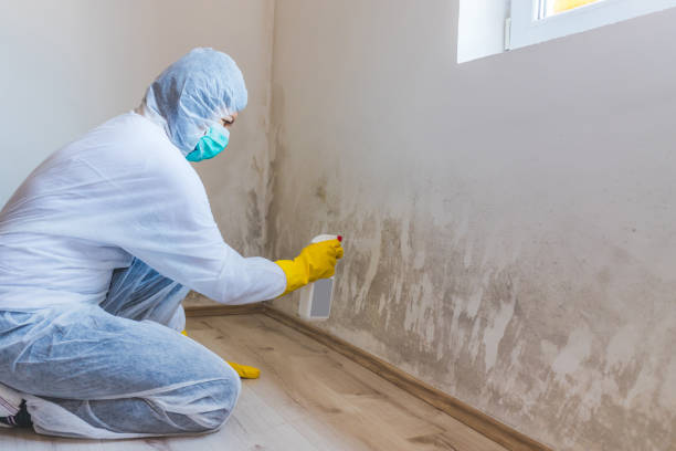 Licensed Black Mold Removal service in New Braunfels, TX - WQB Mold Removal