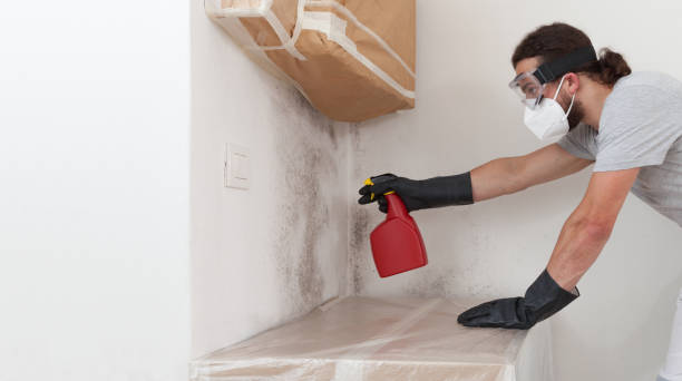Professional Black Mold Removal technician working in New Braunfels, TX