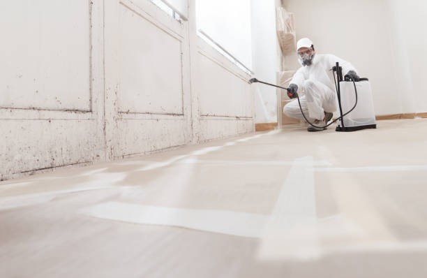 24/7 Emergency Black Mold Removal experts in New Braunfels, TX