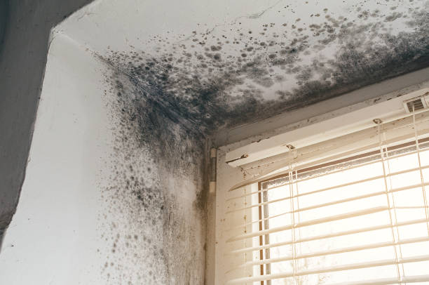 Affordable Black Mold Removal solutions in New Braunfels, TX